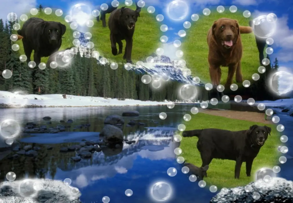 Condolence image of Klaudia mit Misiu❤❤❤Ganz Tief im Herzen❤