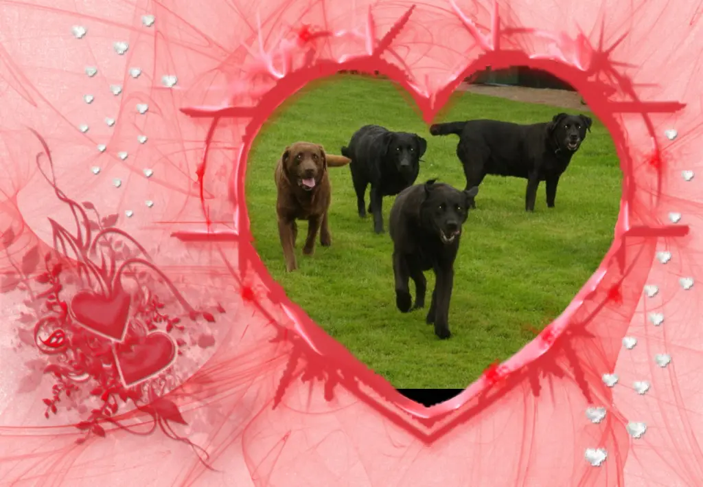 Condolence image of Klaudia mit Misiu❤❤❤Ganz Tief im Herzen❤