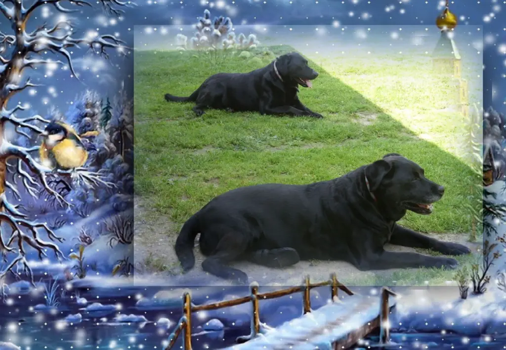 Condolence image of Klaudia mit Misiu❤❤❤Ganz Tief im Herzen❤