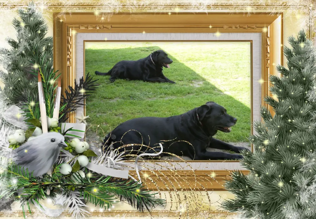 Condolence image of Klaudia mit Misiu❤❤❤Ganz Tief im Herzen❤