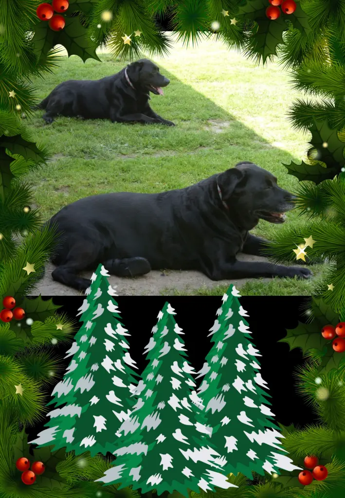 Condolence image of Klaudia mit Misiu❤❤❤Ganz Tief im Herzen❤