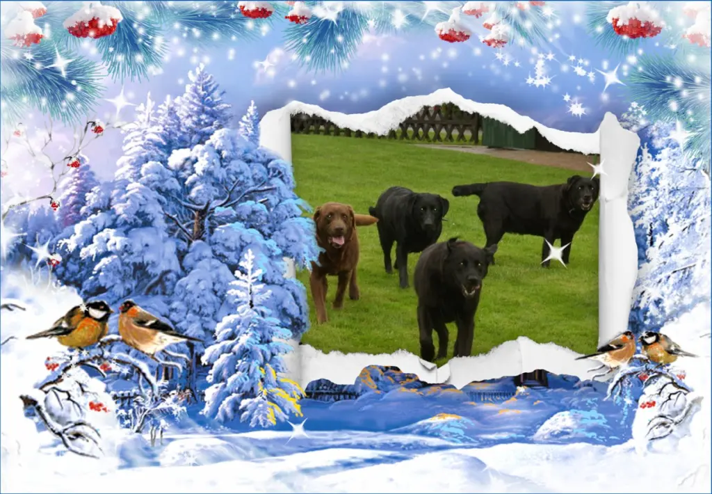 Condolence image of Klaudia mit Misiu❤❤❤Ganz Tief im Herzen❤