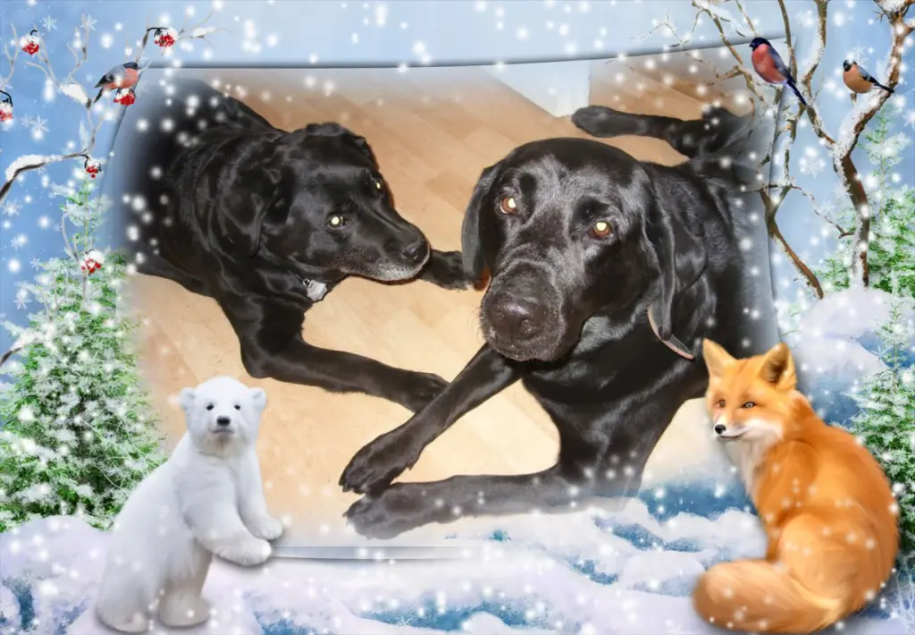 Condolence image of Klaudia mit Misiu❤❤❤Ganz Tief im Herzen❤