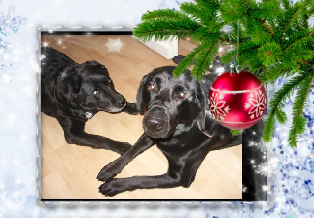 Condolence image of Klaudia mit Misiu❤❤❤Ganz Tief im Herzen❤