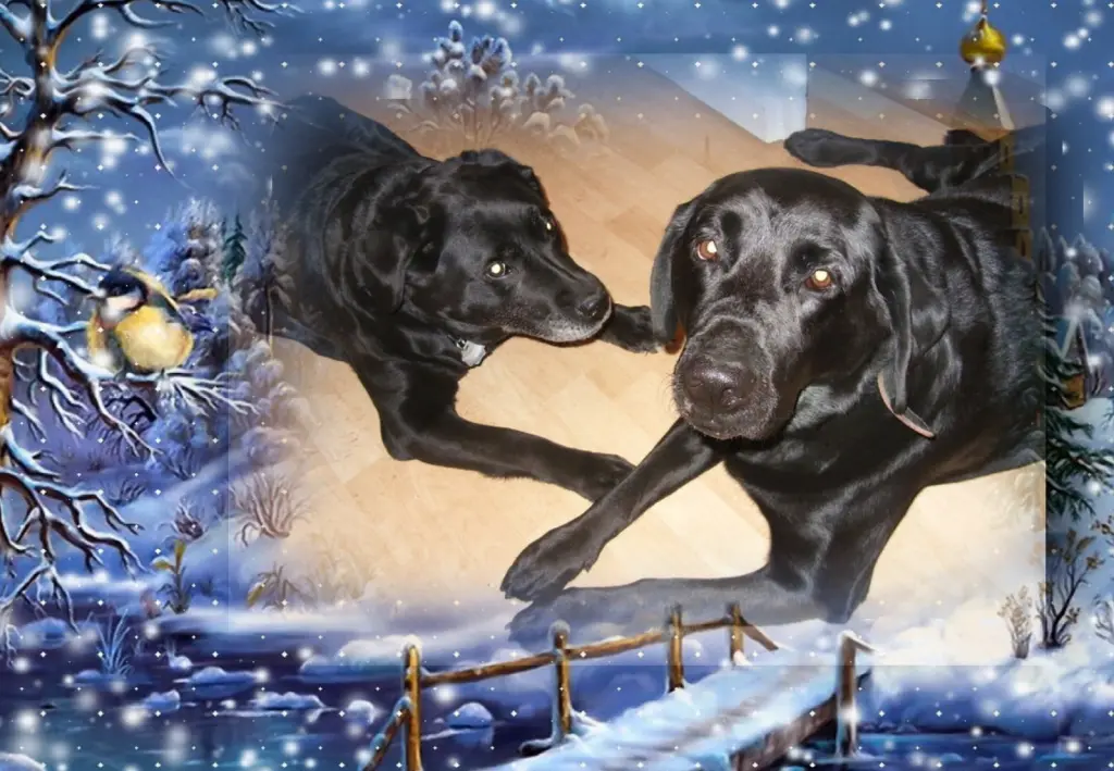 Condolence image of Klaudia mit Misiu❤❤❤Ganz Tief im Herzen❤