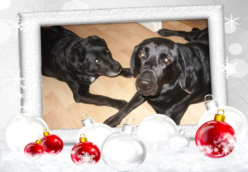 Condolence image of Klaudia mit Misiu❤❤❤Ganz Tief im Herzen❤