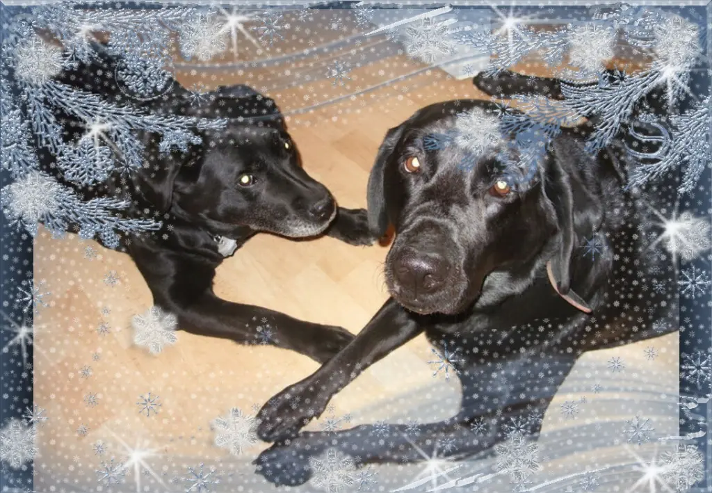 Condolence image of Klaudia mit Misiu❤❤❤Ganz Tief im Herzen❤