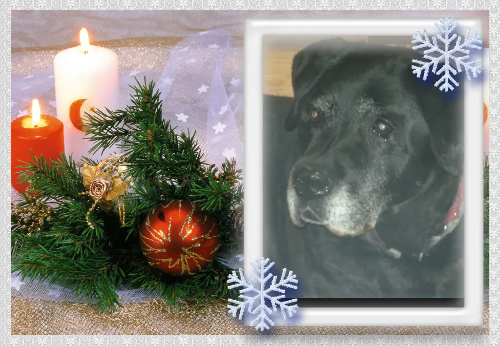 Condolence image of Klaudia mit Misiu❤❤❤Ganz Tief im Herzen❤