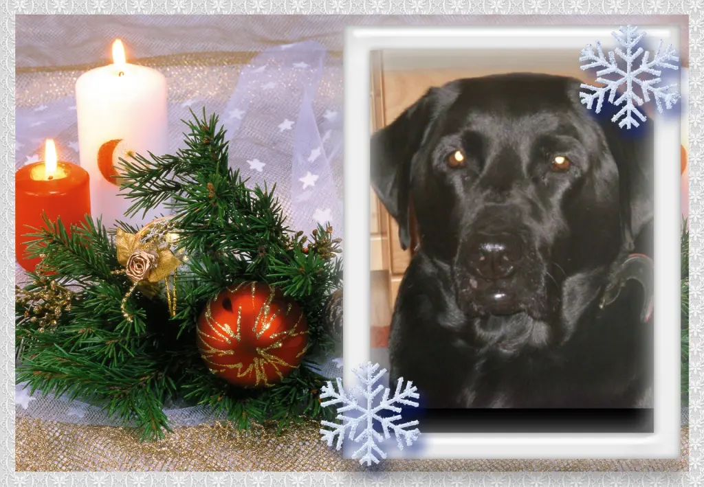 Condolence image of Klaudia mit Misiu❤❤❤Ganz Tief im Herzen❤