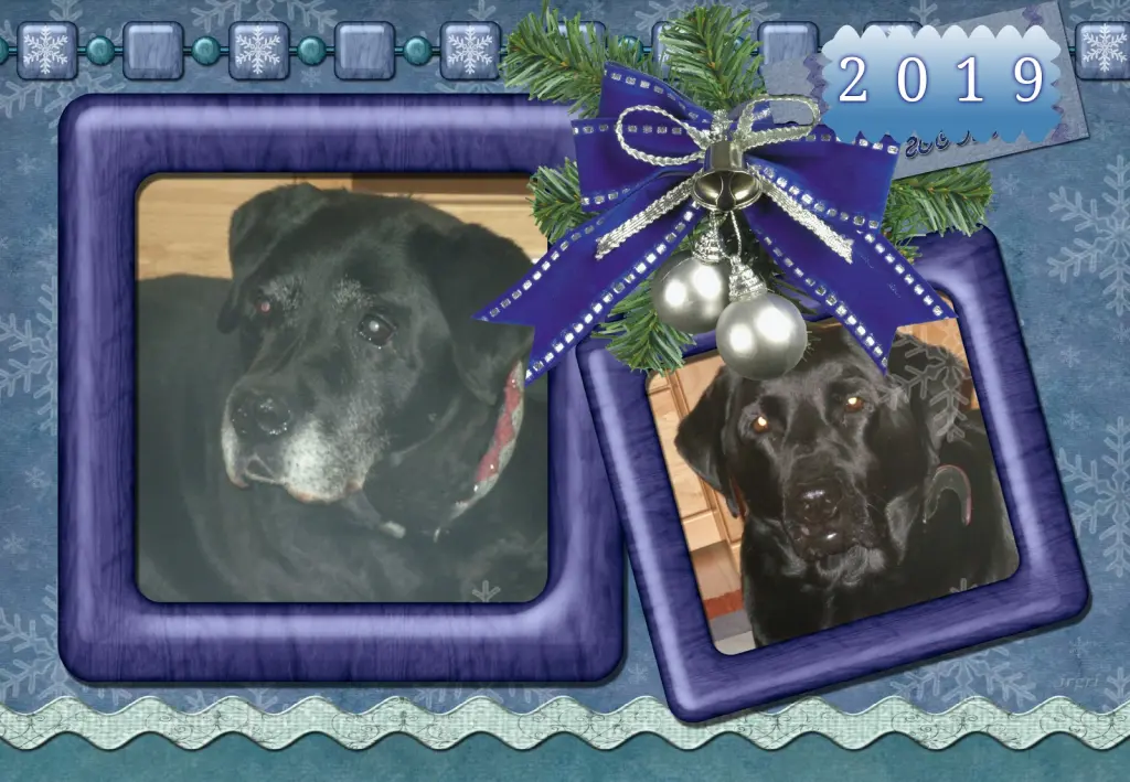 Condolence image of Klaudia mit Misiu❤❤❤Ganz Tief im Herzen❤