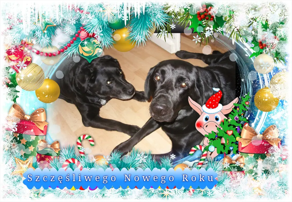 Condolence image of Klaudia mit Misiu❤❤❤Ganz Tief im Herzen❤