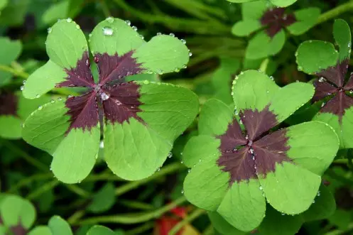 Condolence image of Unbekannt