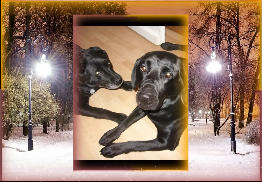 Condolence image of Klaudia mit Misiu❤❤❤Ganz Tief im Herzen❤