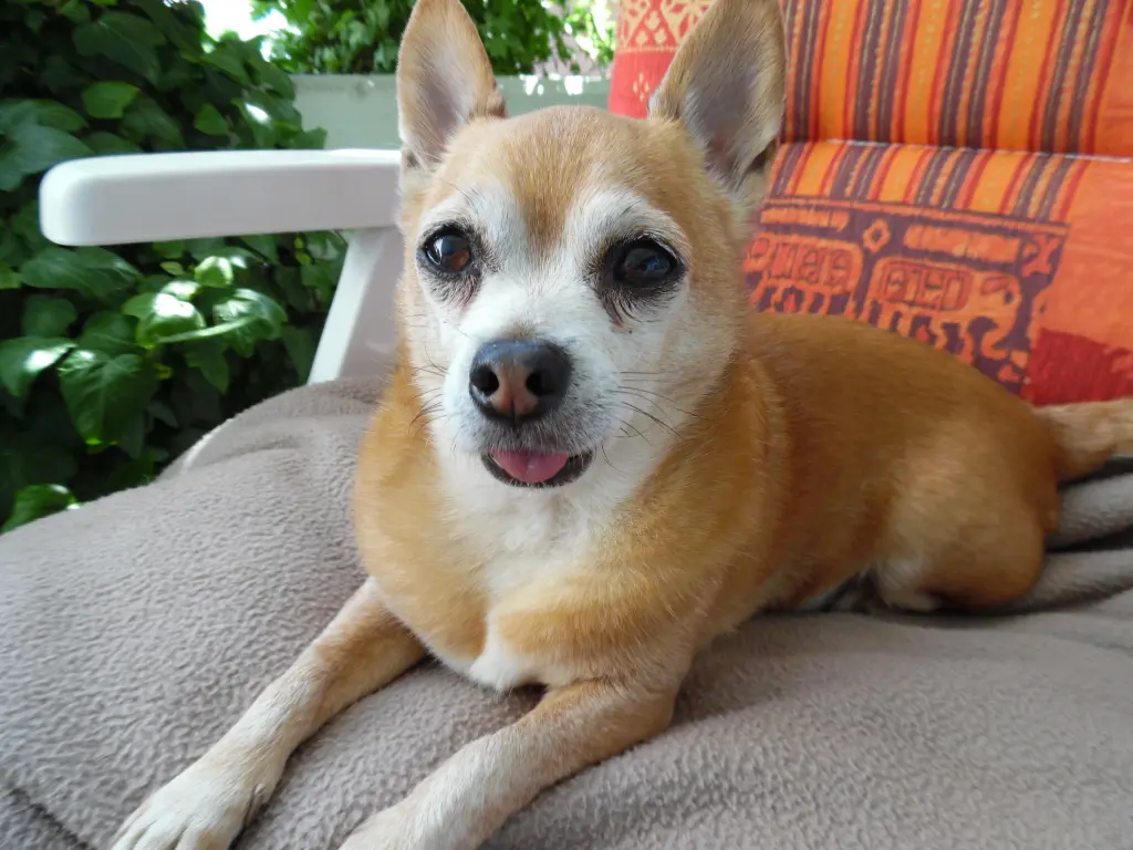 Condolence image of Irene mit Jimmy tief im Herzen