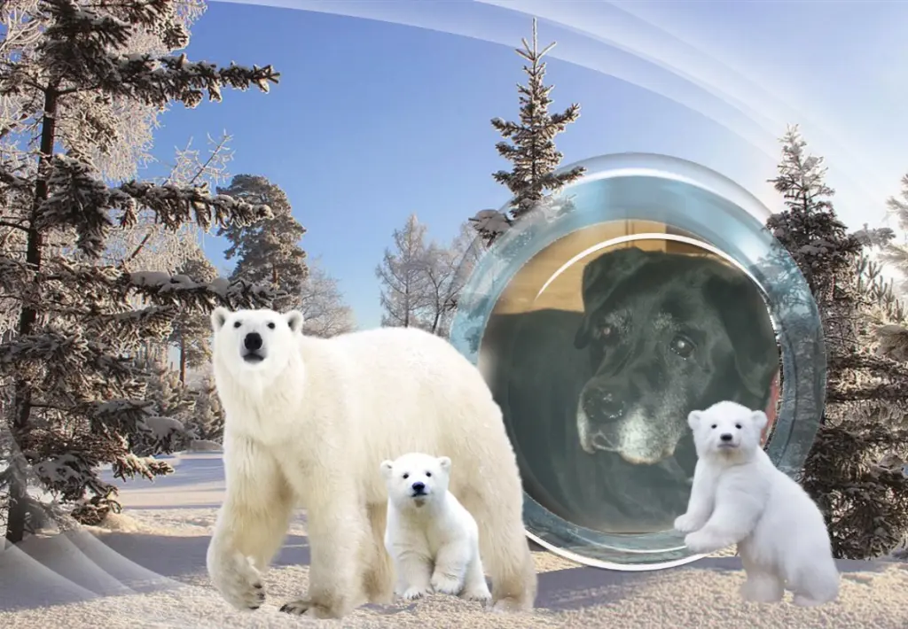 Condolence image of Gute Nacht❤️