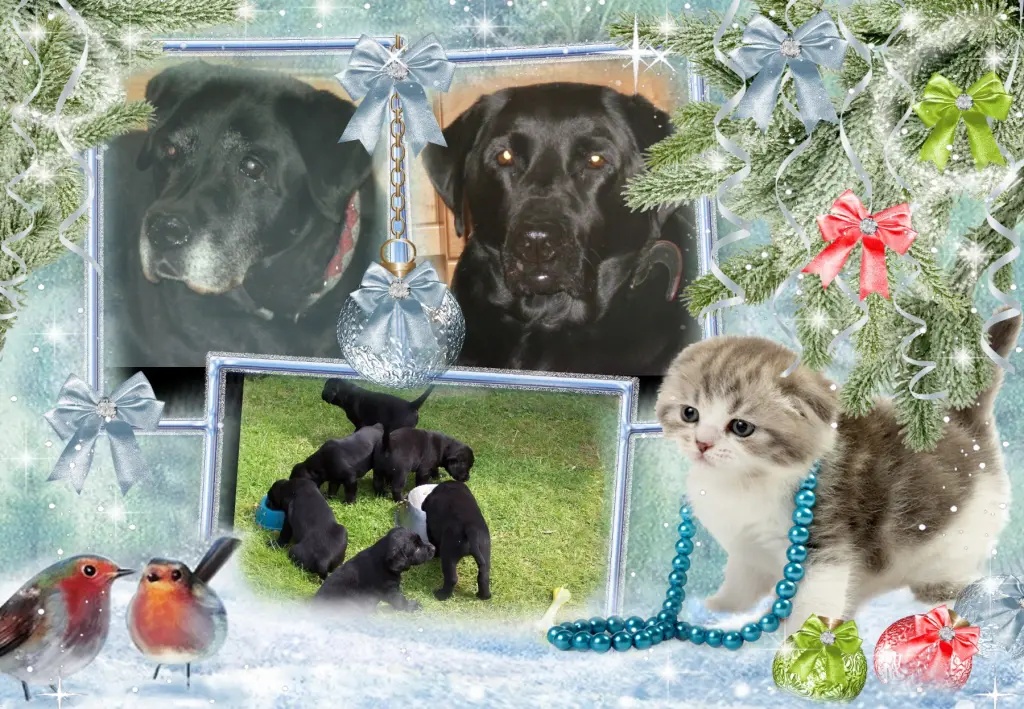 Condolence image of Klaudia mit Misiu❤❤❤Ganz Tief im Herzen❤