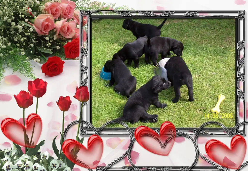 Condolence image of Fur Nelchen❤️