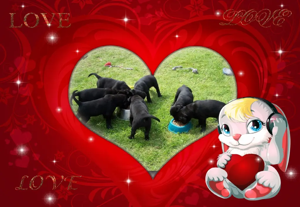 Condolence image of Fur Nele❤️