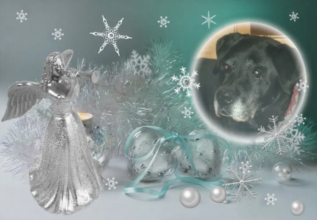 Condolence image of Klaudia mit Misiu❤❤❤Ganz Tief im Herzen❤