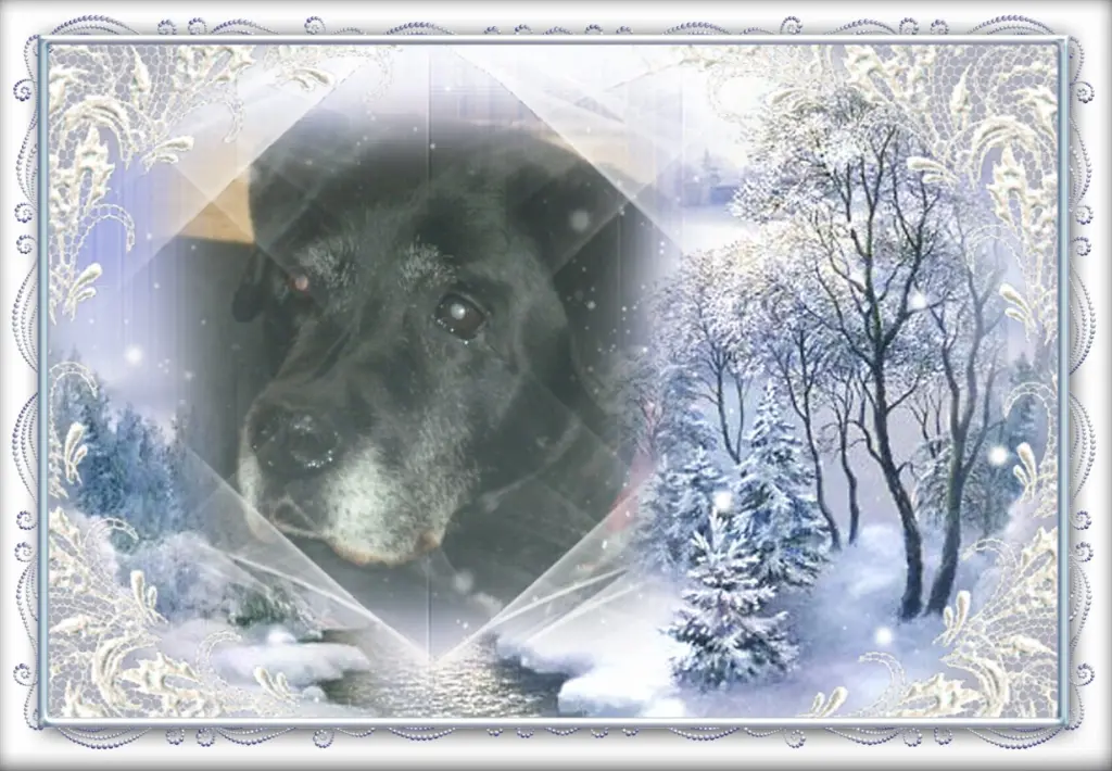 Condolence image of Klaudia mit Misiu❤❤❤Ganz Tief im Herzen❤