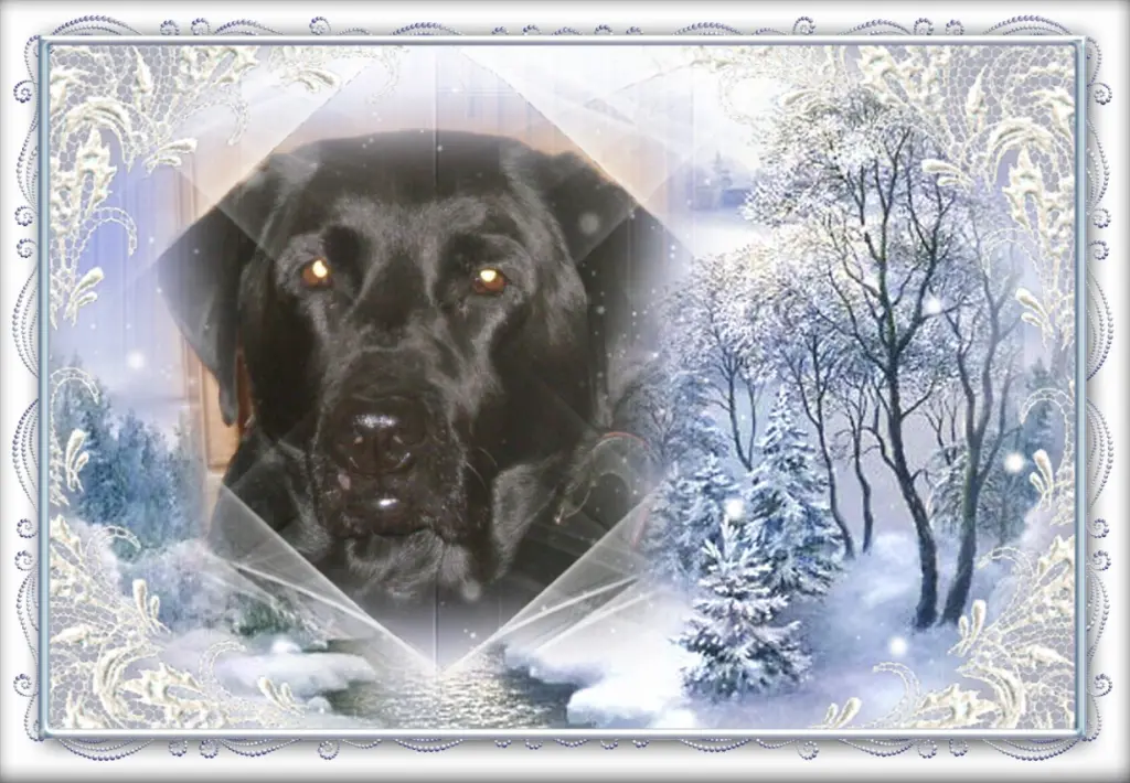 Condolence image of Klaudia mit Misiu❤❤❤Ganz Tief im Herzen❤