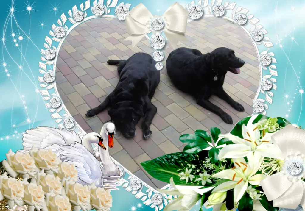 Condolence image of Fur Evelyn❤️