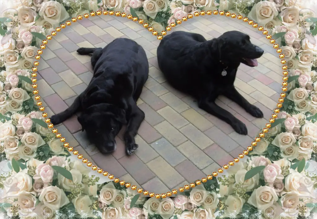 Condolence image of Klaudia mit Misiu❤❤❤Ganz Tief im Herzen❤