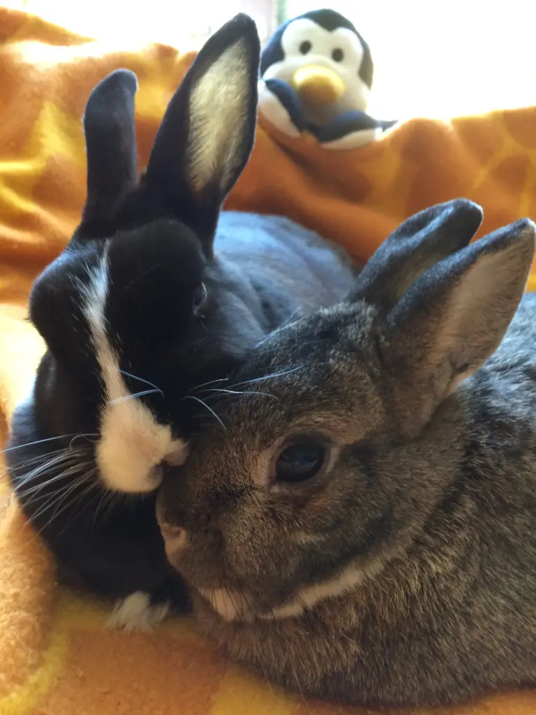 Condolence image of Sonntagsrosen für Nele und Lara 