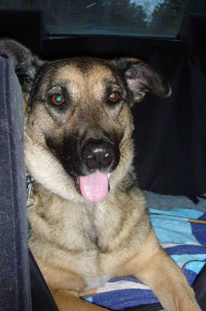 Condolence image of Gabriele mit Luna im Herzen