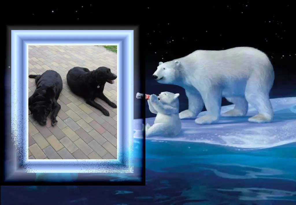 Condolence image of Klaudia mit Misiu❤❤❤Ganz Tief im Herzen❤