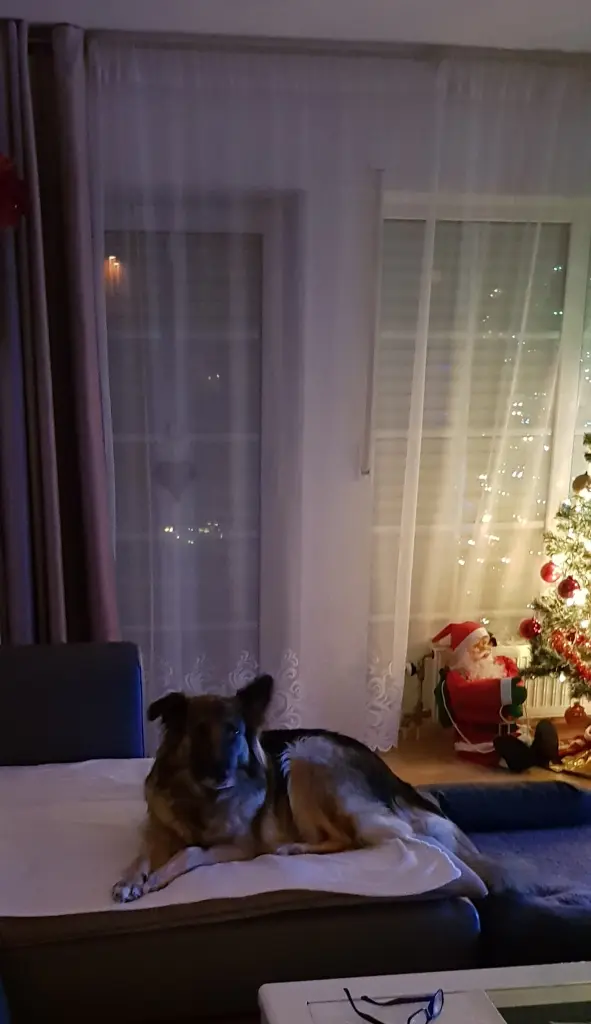 Condolence image of Fur Evelyn❤️