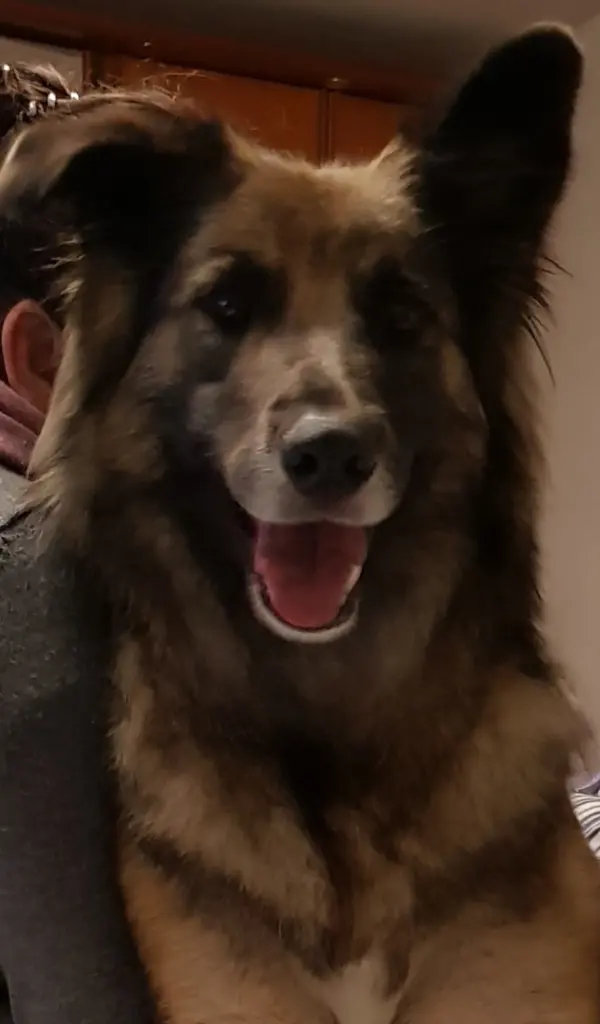 Condolence image of Fur Evelyn❤️