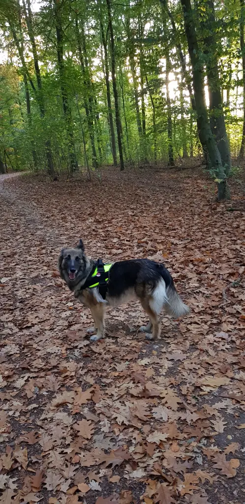 Condolence image of Fur Liebe Evelyn❤️