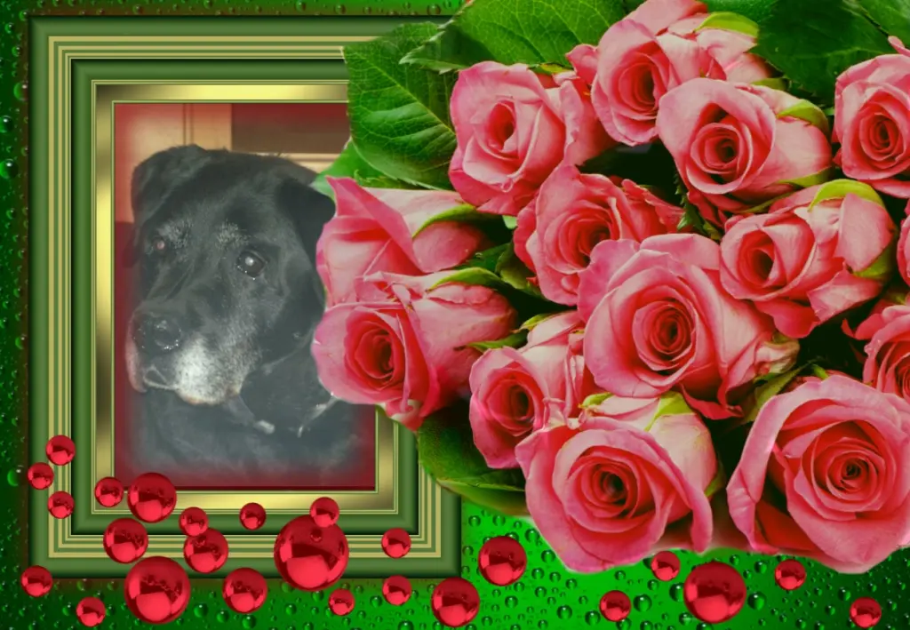 Condolence image of Klaudia mit Misiu❤❤❤Ganz Tief im Herzen❤