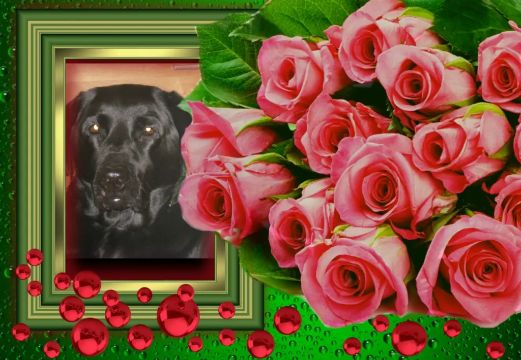 Condolence image of Klaudia mit Misiu❤❤❤Ganz Tief im Herzen❤