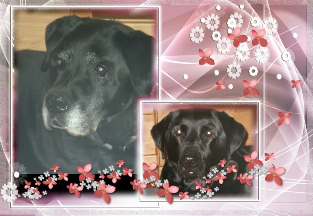 Condolence image of Klaudia mit Misiu❤❤❤Ganz Tief im Herzen❤