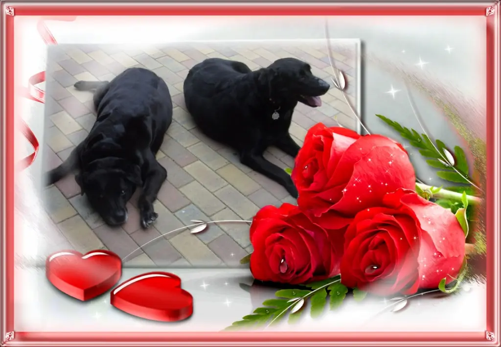 Condolence image of Klaudia mit Misiu❤❤❤Ganz Tief im Herzen❤