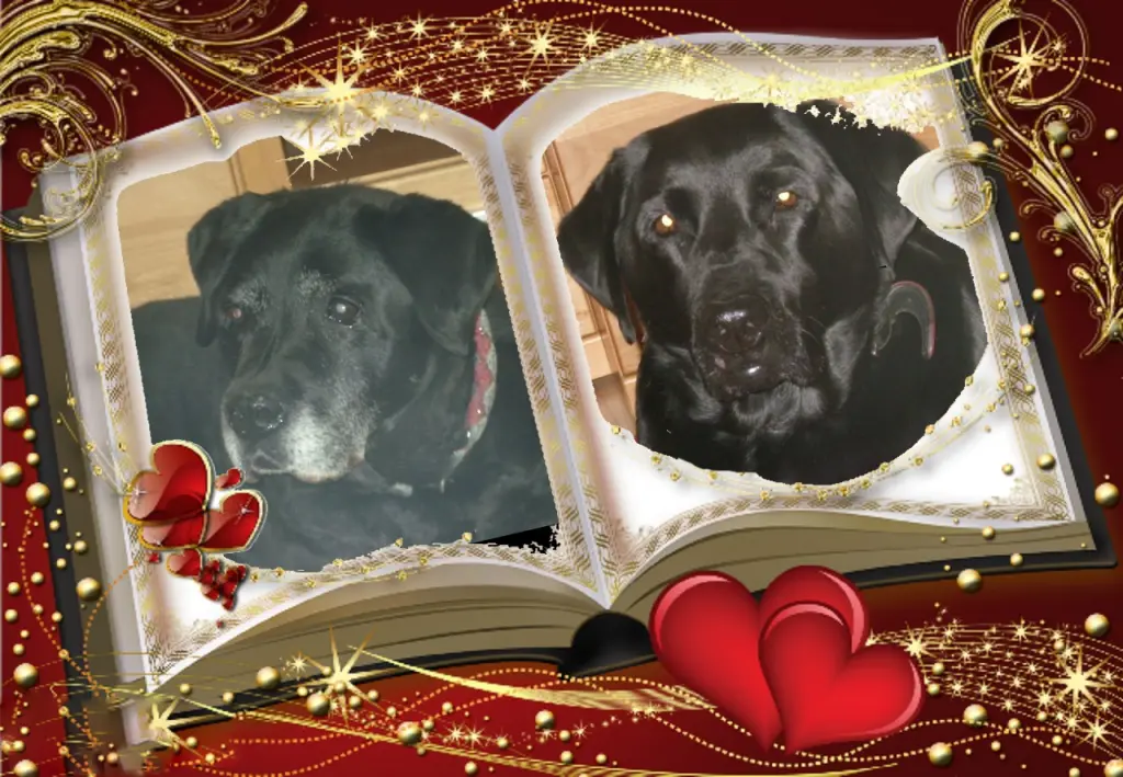 Condolence image of Gute Nacht ❤️❤️