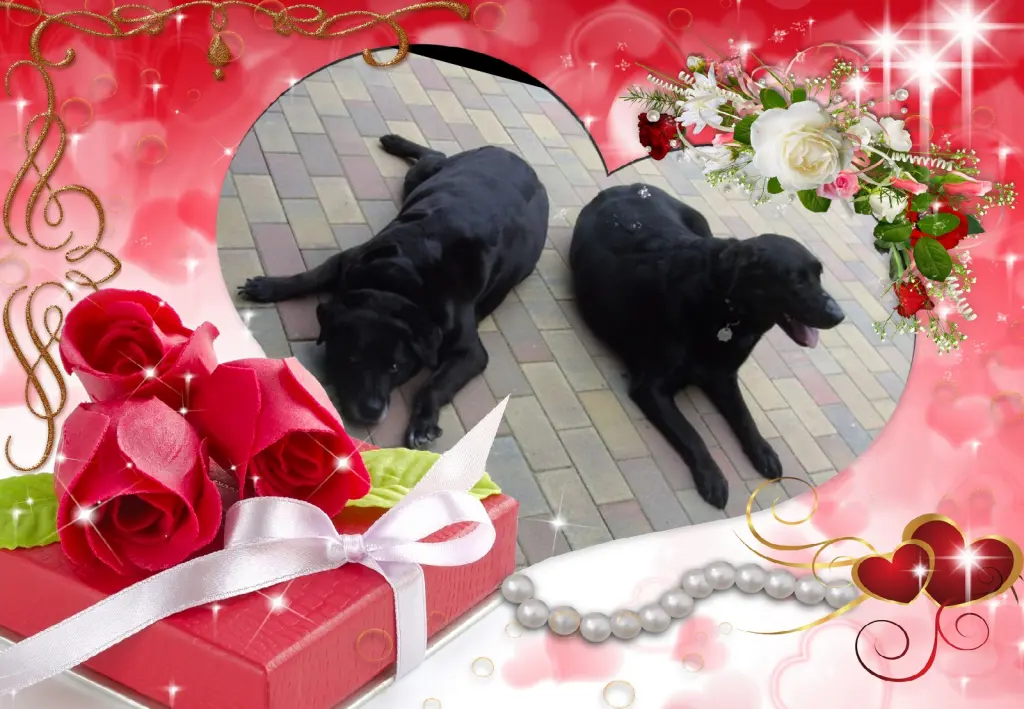 Condolence image of Klaudia mit Misiu❤❤❤Ganz Tief im Herzen❤