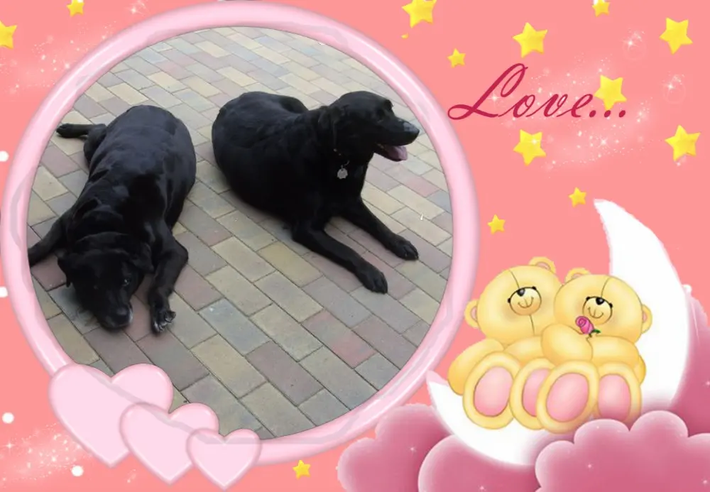 Condolence image of Klaudia mit Misiu❤❤❤Ganz Tief im Herzen❤