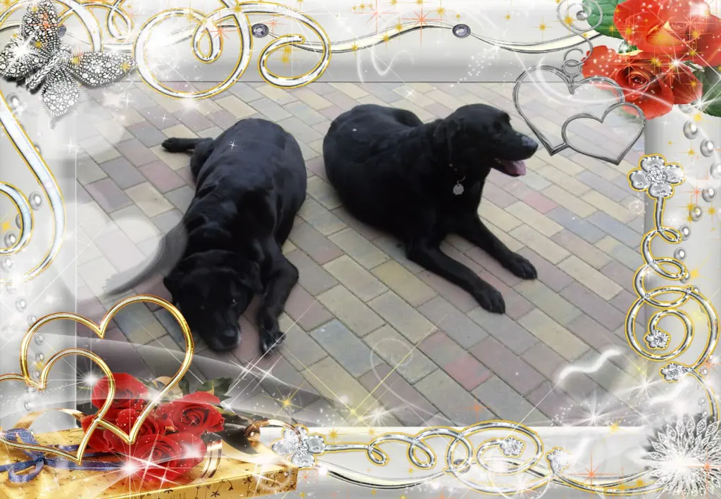 Condolence image of Klaudia mit Misiu❤❤❤Ganz Tief im Herzen❤