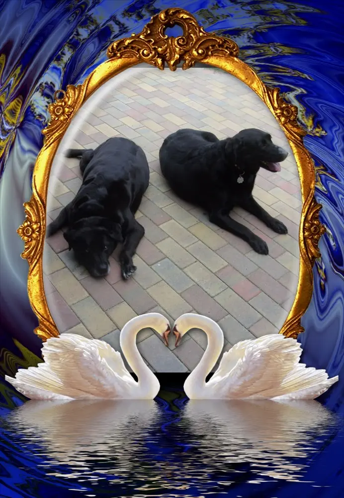 Condolence image of Klaudia mit Misiu❤❤❤Ganz Tief im Herzen❤