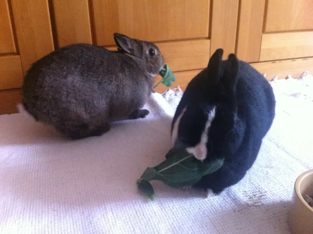 Condolence image of Sonnenstrahlenrosen zum Sonntag