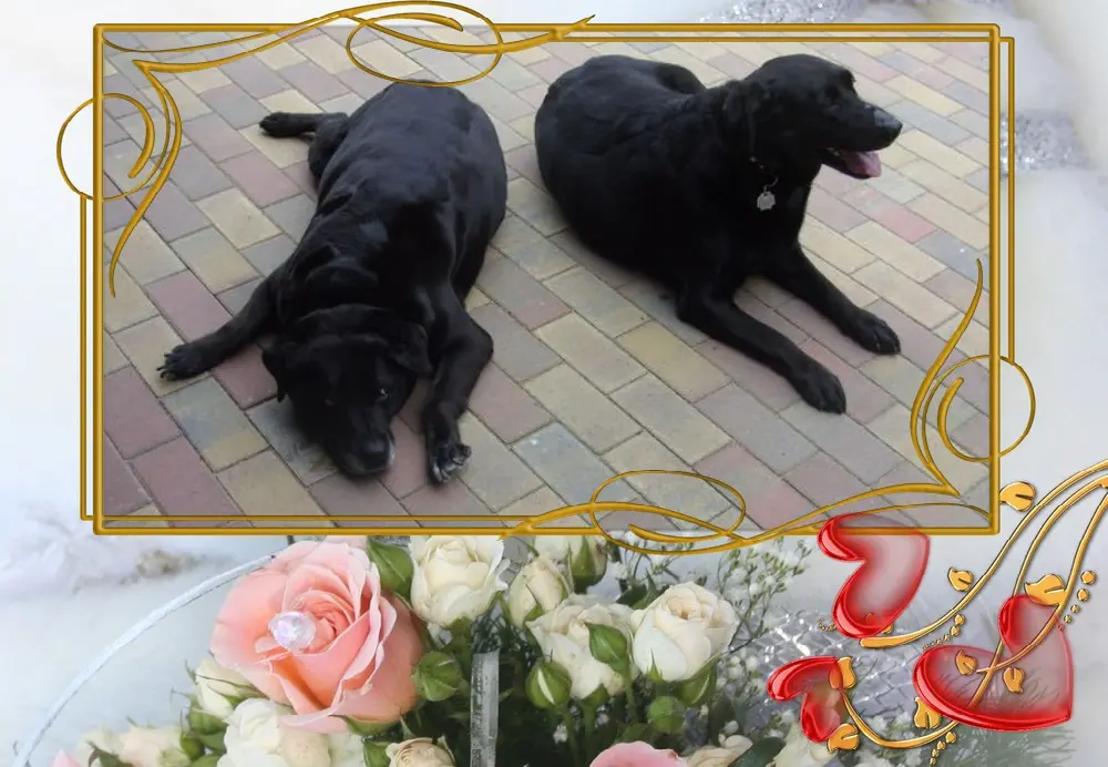 Condolence image of Fur Liebe Nele❤️und Lara❤️