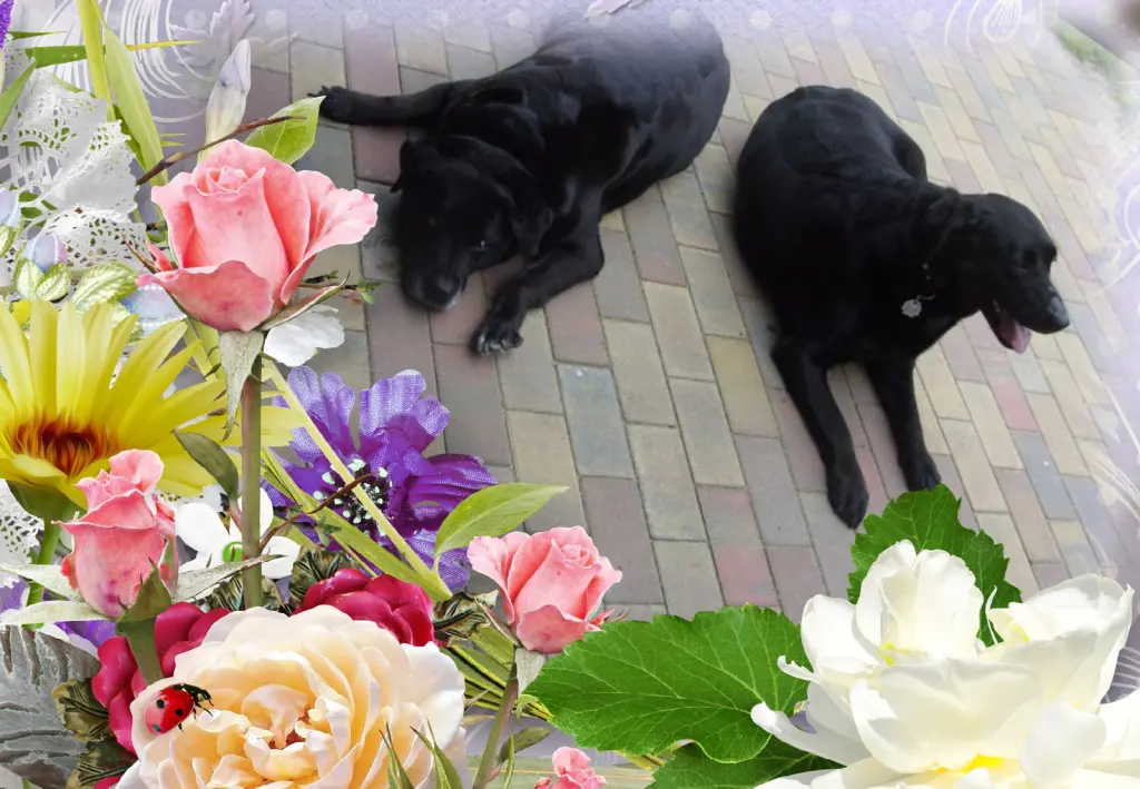 Condolence image of Klaudia mit Misiu❤❤❤Ganz Tief im Herzen❤