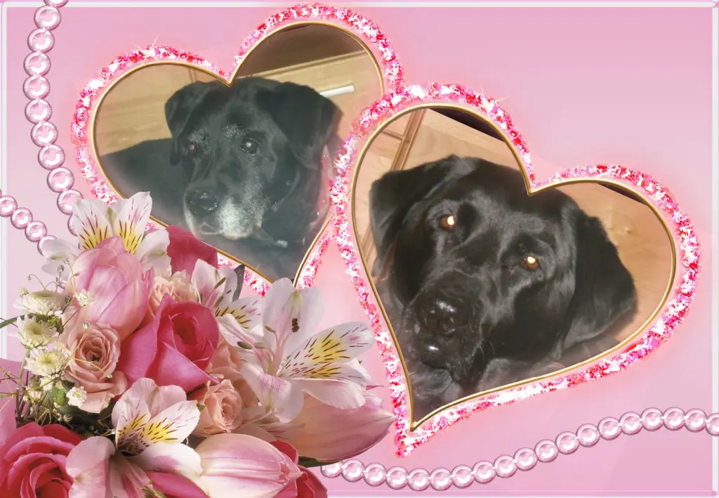 Condolence image of Fur Nelchen❤️und Larchen❤️