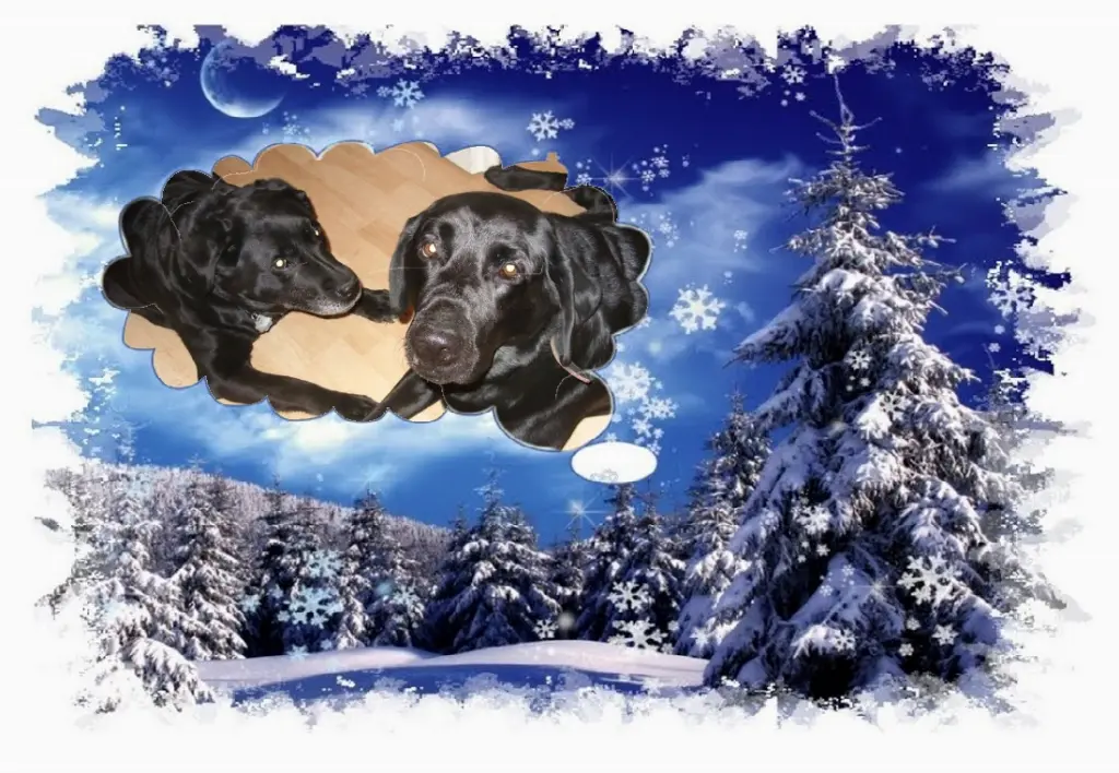 Condolence image of Gute Nacht❤️