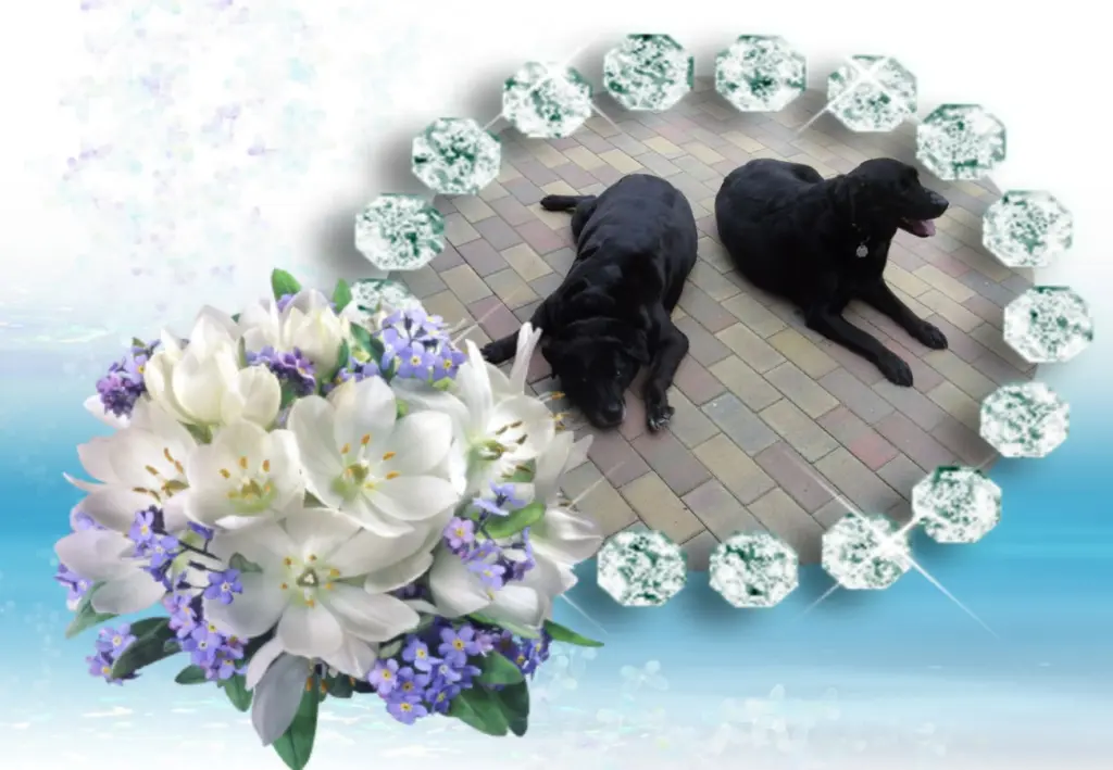 Condolence image of Fur Nele❤️und Lara❤️