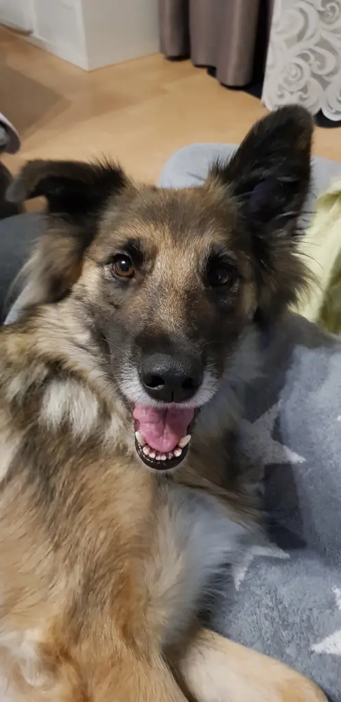 Condolence image of Fur Evelyn❤️