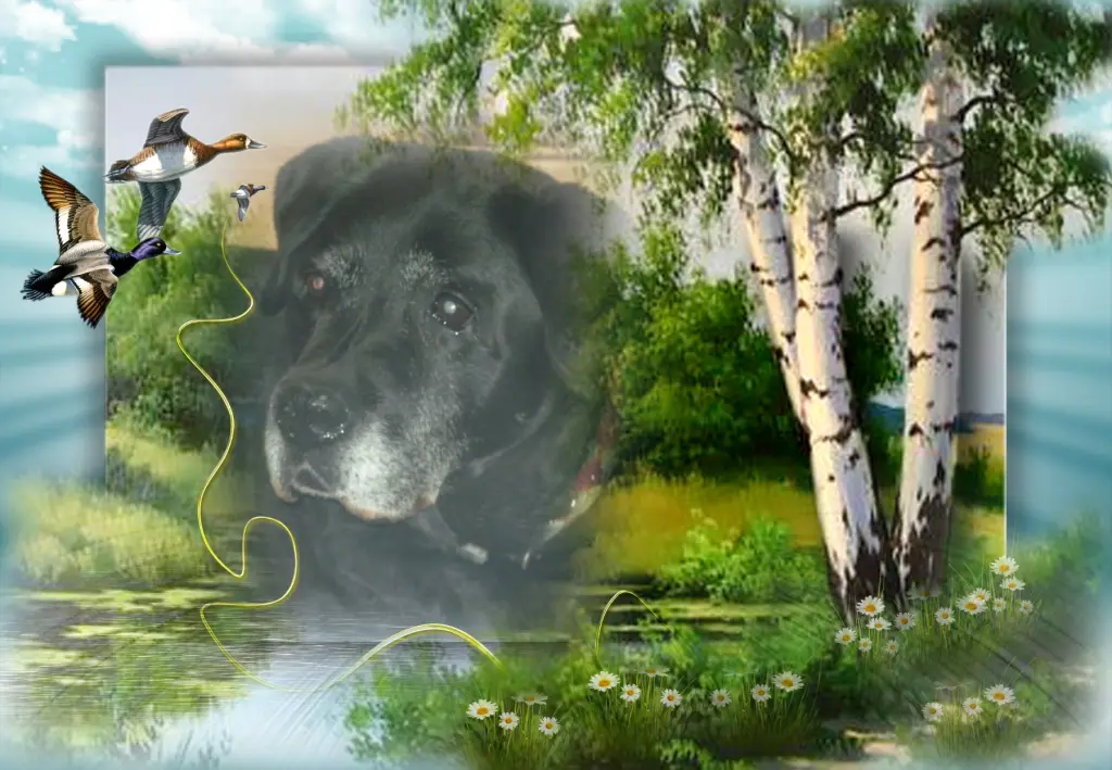 Condolence image of Guten Abend Liebe Nele❤️und Lara❤️